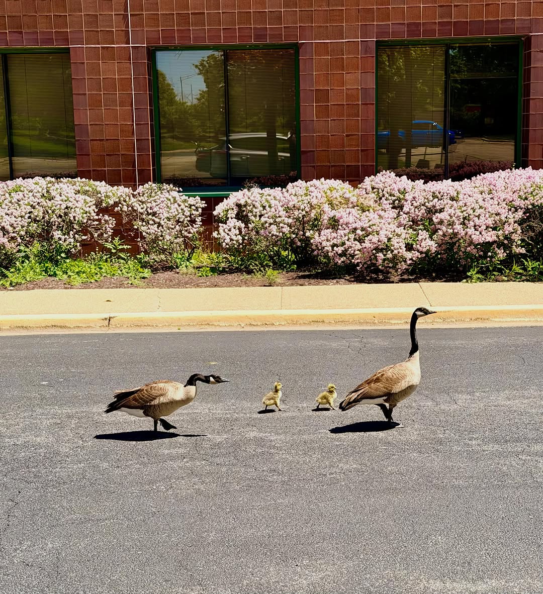 Meanwhile this morning…
A happy family, walking together, no phones, no drama, n