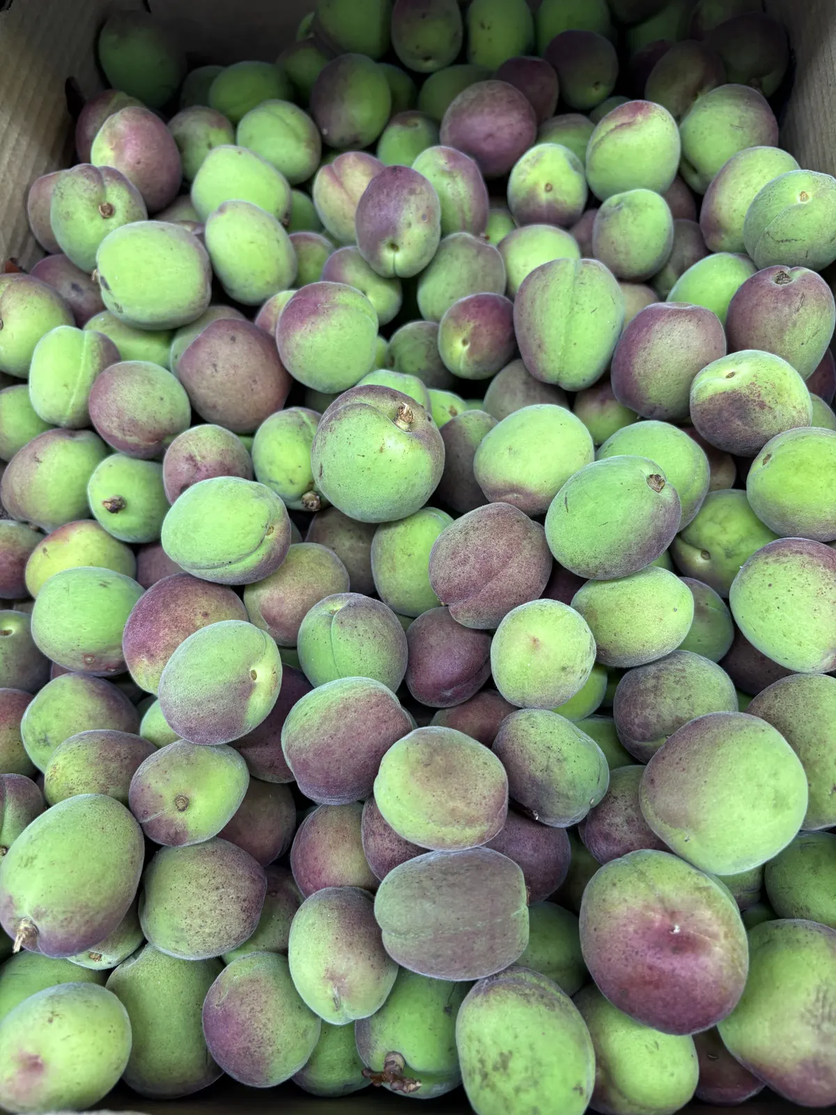 Green Apricots by the LB